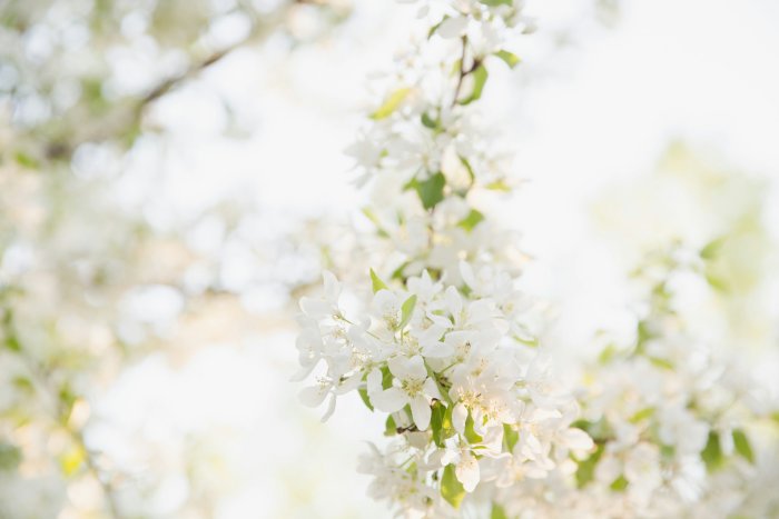 White Spring Blossoms on Tree Branch