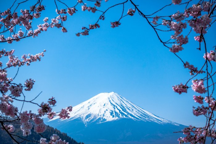 Snow-capped Mount Fuji framed by pink cherry blossoms