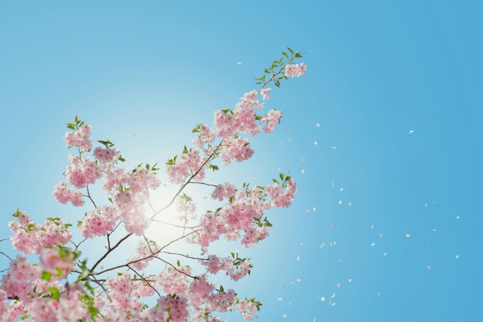 Pink cherry blossom branches against a clear blue sky