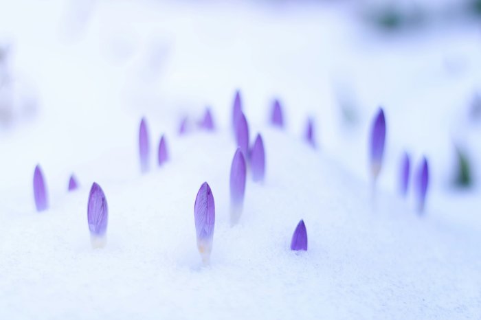 Purple Crocus Buds Emerging from the Snow