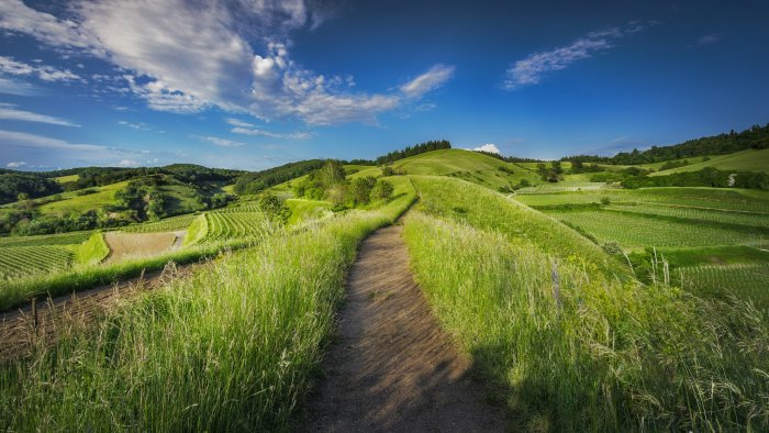 Dirt path winding through green grassy hills
