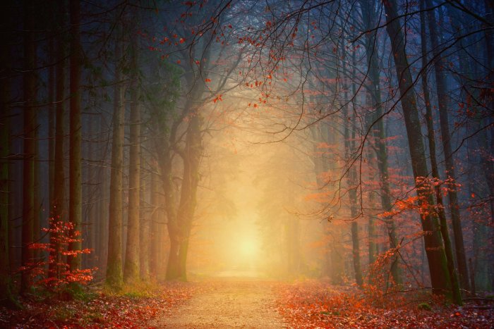 Misty forest path during golden hour in autumn