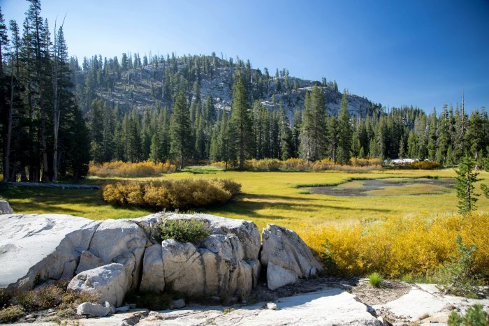 Mountain Meadow with Pine Trees and Granite Rocks
