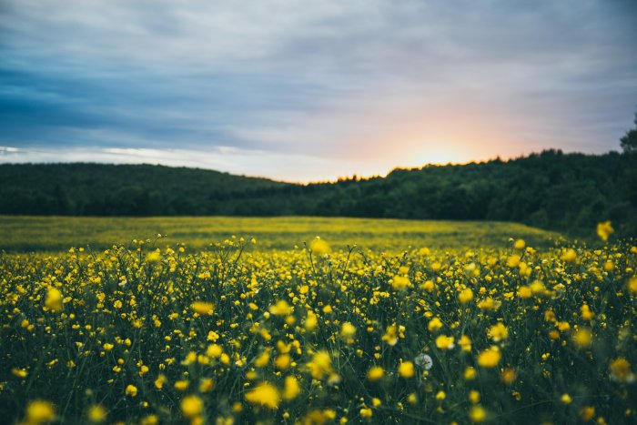 Field of yellow buttercup flowers at sunset