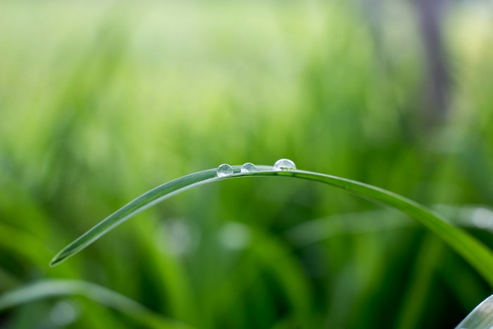 Water droplets on a blade of green grass
