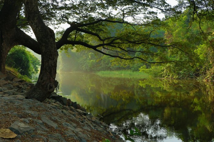 Large tree overhanging a calm river in a forest