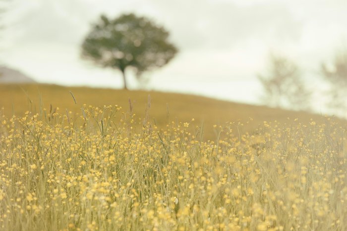 Field of yellow wildflowers with a distant tree