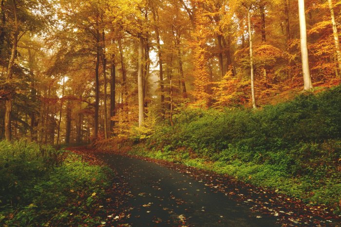 Empty road winding through an autumn forest