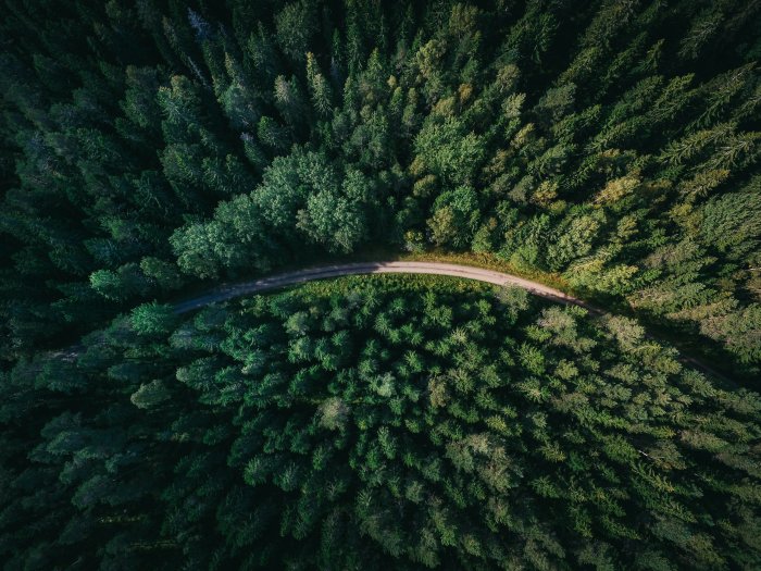 Aerial view of a curved road through dense green forest
