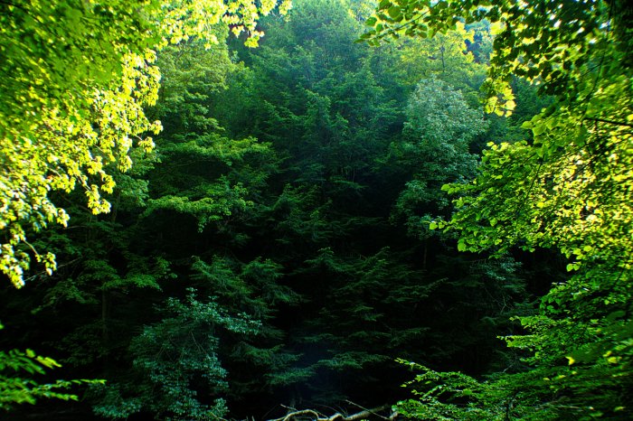 Lush green forest with sunlit tree canopy