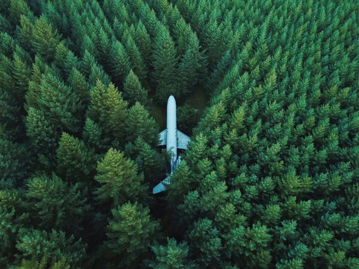 Airplane nestled in a dense green pine forest