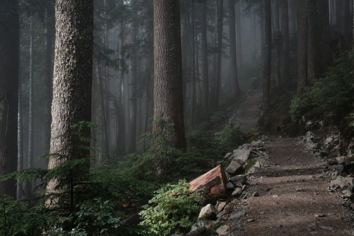Misty dirt path winding through a dense forest