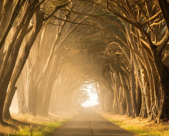 Golden Light Filtering Through a Cypress Tree Tunnel
