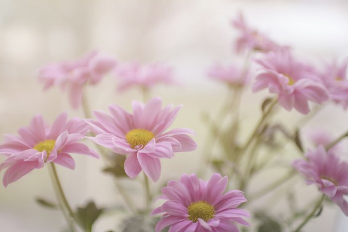 Pink Daisy Flowers with Soft Focus