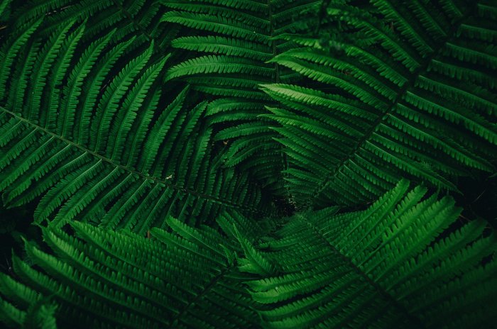 Lush green fern fronds in a natural pattern