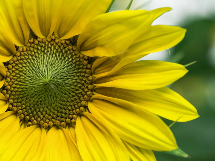 Macro shot of a yellow sunflower