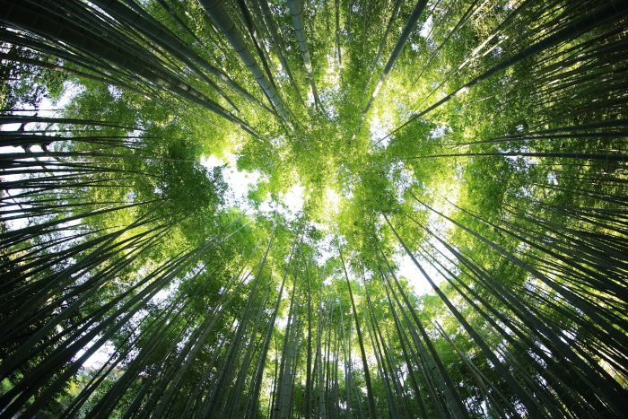 Worm's-eye view of a green bamboo forest canopy