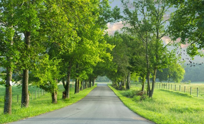 Paved country road lined with green trees
