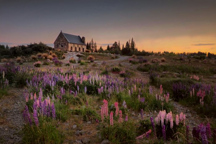 Church of the Good Shepherd with Lupins at Sunset
