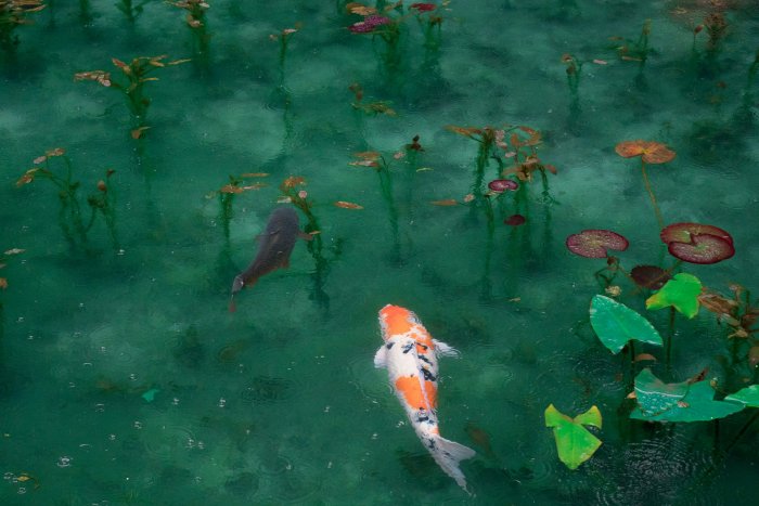 Two Koi Fish Swimming in Clear Green Pond Water
