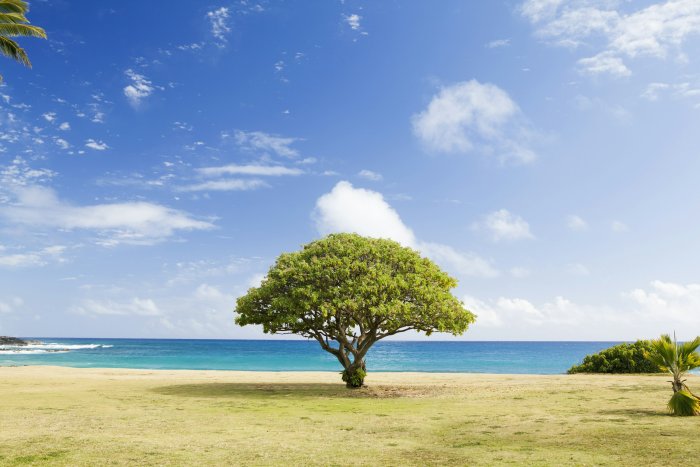Single green tree on a grassy shore by the ocean