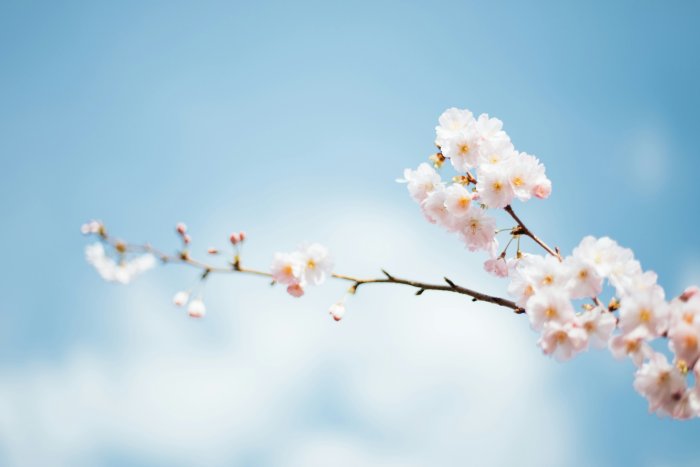 Spring Cherry Blossoms on Branch Against Blue Sky