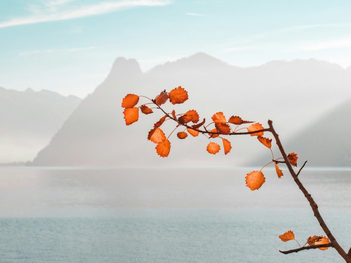 Orange autumn leaves on a branch with misty mountains