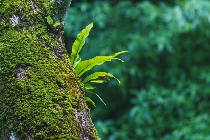 Green plant growing on mossy tree trunk
