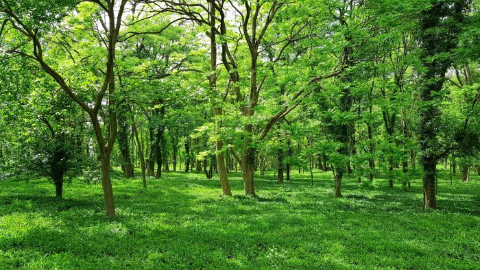 Lush green forest with grassy ground cover