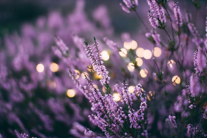 Close-up of purple heather flowers with golden bokeh