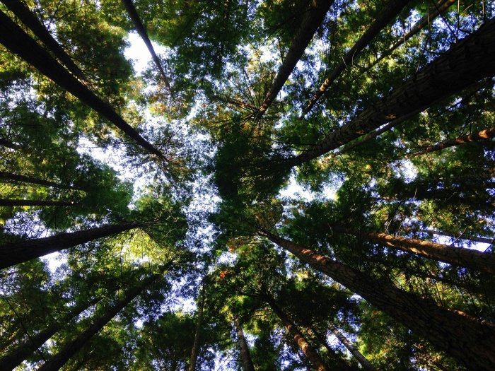 Looking Up at Tall Forest Trees and Canopy
