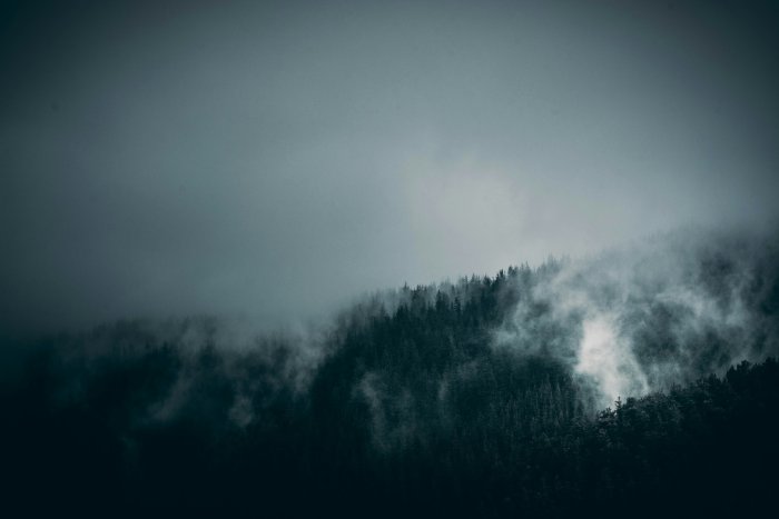 Moody pine forest covered in thick fog
