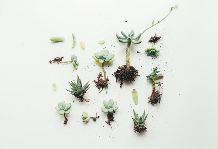 Flat Lay of Various Succulent Plants with Roots