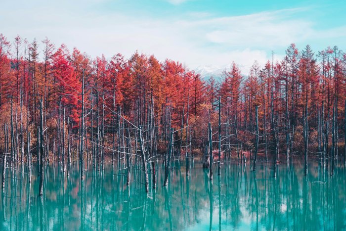 Blue Pond in Hokkaido with Autumn Trees