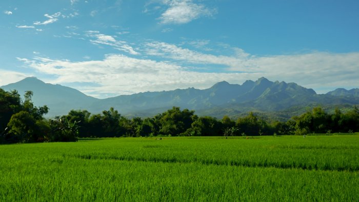 Green rice field with mountains under blue sky
