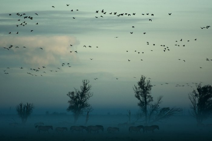 Flock of birds flying over horses in misty landscape