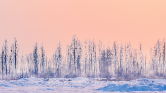 Snowy Field and Bare Trees Under Pink Sky