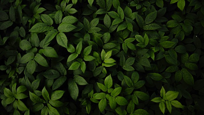 Lush green leaves in deep shadow