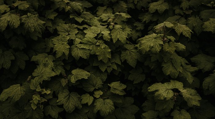 Dense dark green sycamore leaves foliage