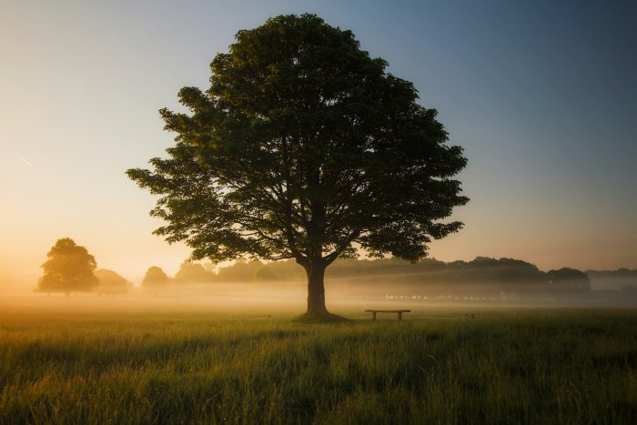 Lone tree and bench in misty morning field