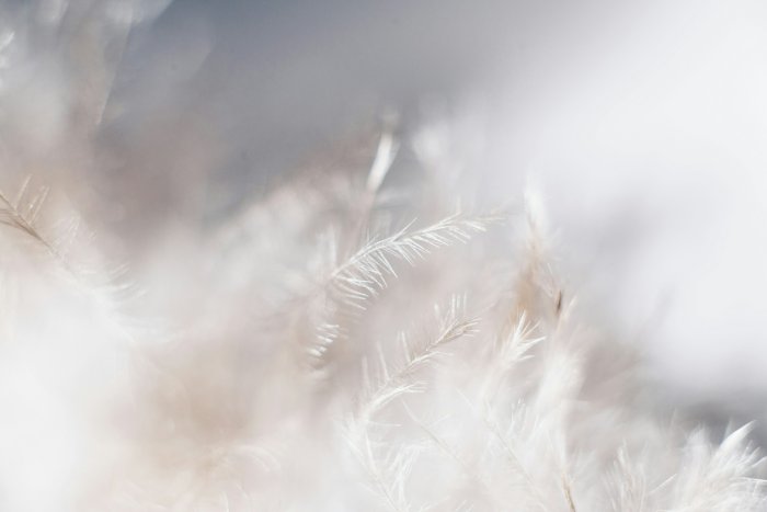 Macro Shot of Soft White Feathers