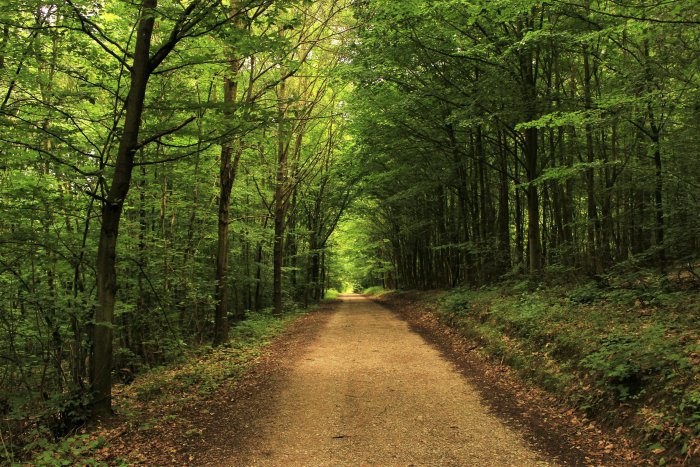 Dirt pathway through a dense green forest