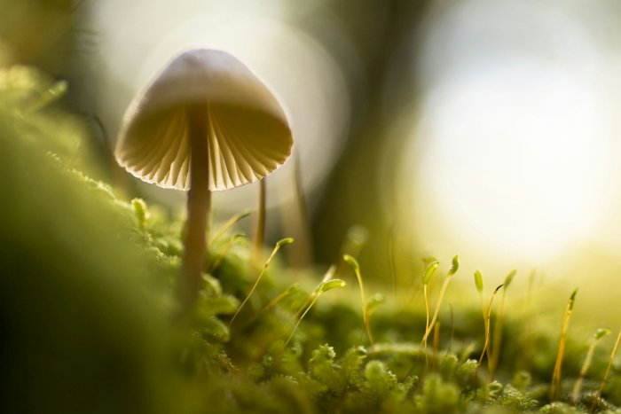 Small backlit mushroom growing in green moss