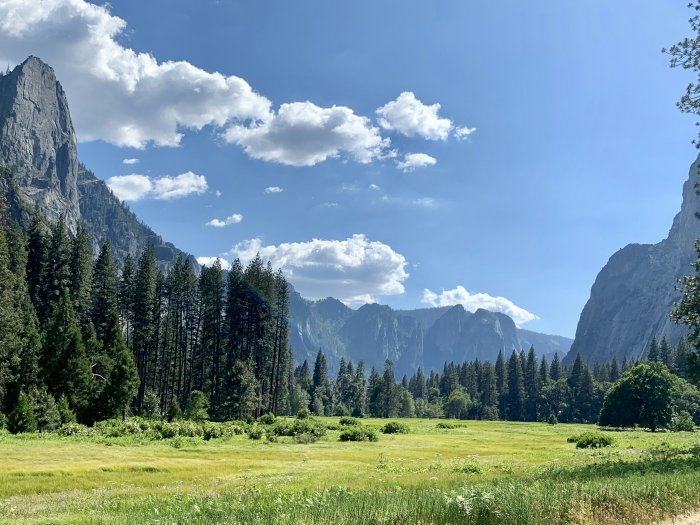 Green Meadow and Pine Trees in Yosemite Valley