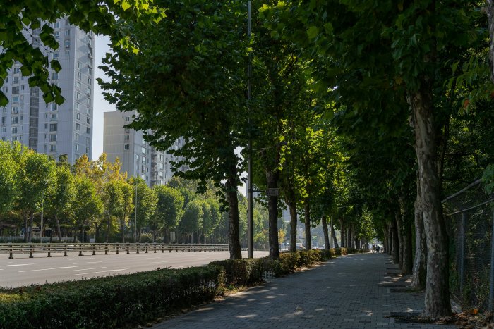 Tree-Lined Sidewalk Next to a City Street