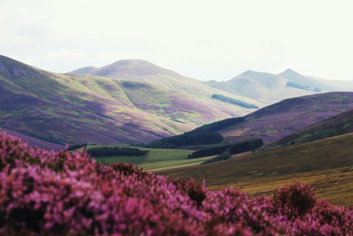 Rolling Hills Covered in Purple Heather