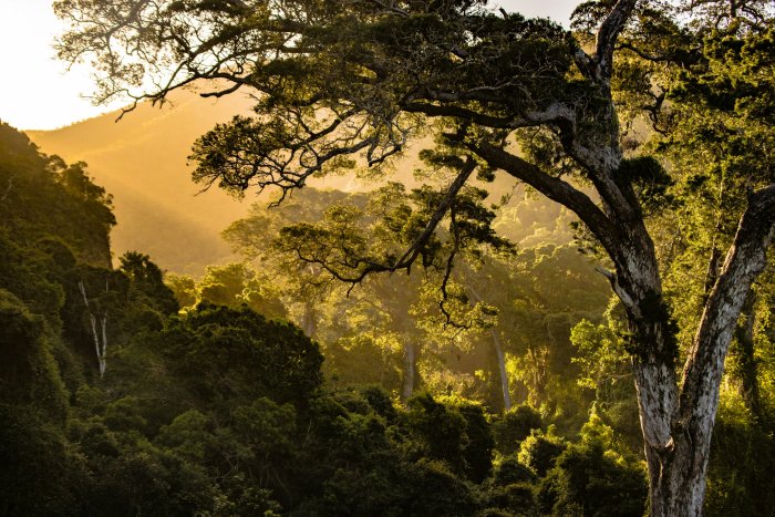 Golden Sunset over Nature's Valley Forest in South Africa