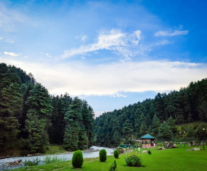 Lush green meadow and river in pine forest valley
