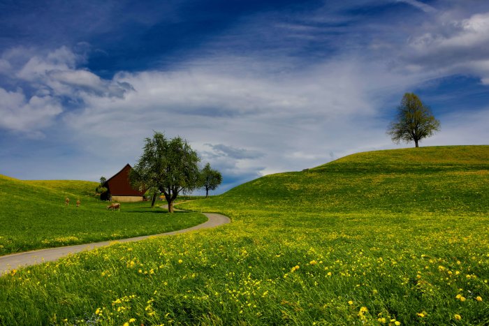 Green rolling hills with wildflowers and a winding path