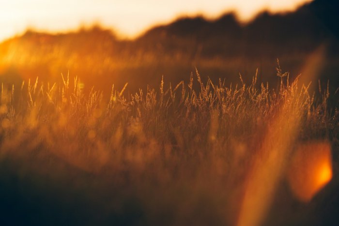 Wild grass in a field during golden hour sunset